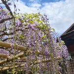 IMG_20260418_123639x